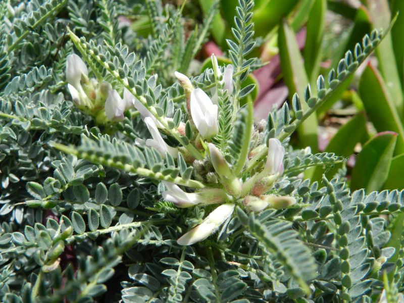 Astragalus terraccianoi / Astragalo di Terracciano